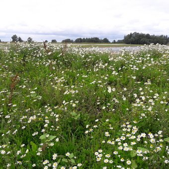 Ben je niet op vakantie en op zoek naar een leuke en interessante activiteit op zaterdag 13 augustus? Ga mee met onze #planten- of #vogelexcursie in de #Heesseltscheuiterwaarden. Gratis. Wel vooraf aanmelden. Bekijk de info en meld je aan: ivn.nl/afdeling/west-…