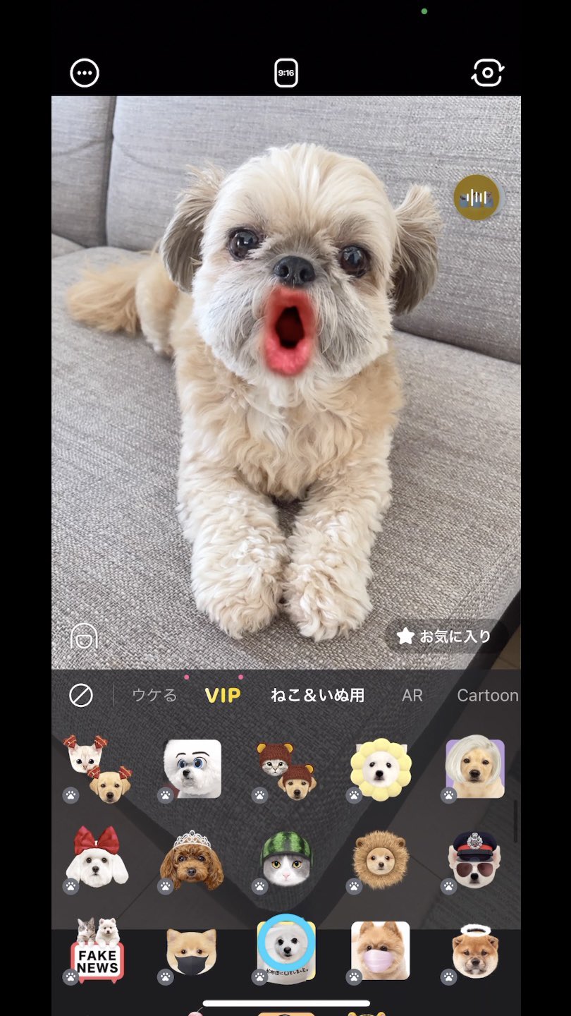 チワシーむぎ カメラアプリのsnowが犬を認識するようになったので遊んでみました 口のスタンプがお気に入りで思わず笑っちゃう 約1分のショート動画です 動画はこちら T Co Osuwdcrhej T Co Pukpylfyxk Twitter