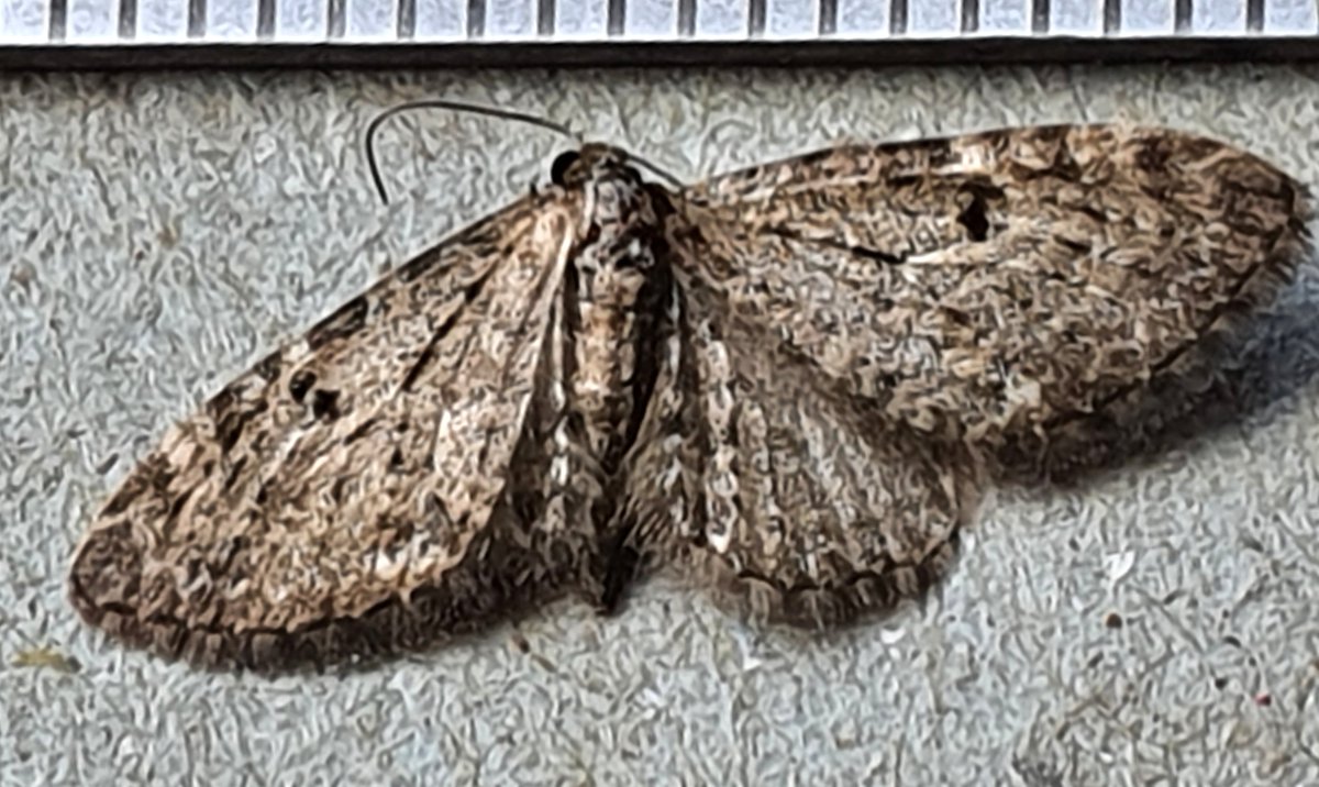 is this a slender pug please, in Mull <a href="/MOTHIDUK/">UK Moth Identification</a> <a href="/dgcountryside/">dave grundy🇪🇺😷</a>  

thanks