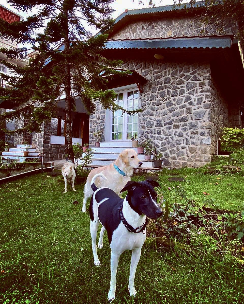 My dear whooman, be in love with the weekend and let this affection be mutual! 
#dogsoftwitter #weekend