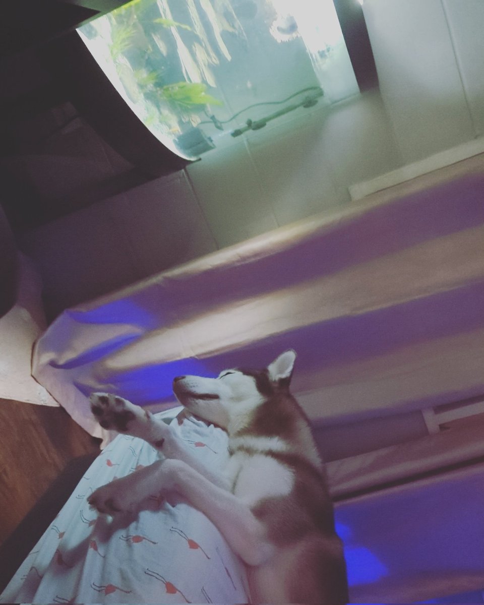 Michisama808's tweet photo. @Classypax Falling asleep while watching the fishes https://t.co/kEcz22Zn4a