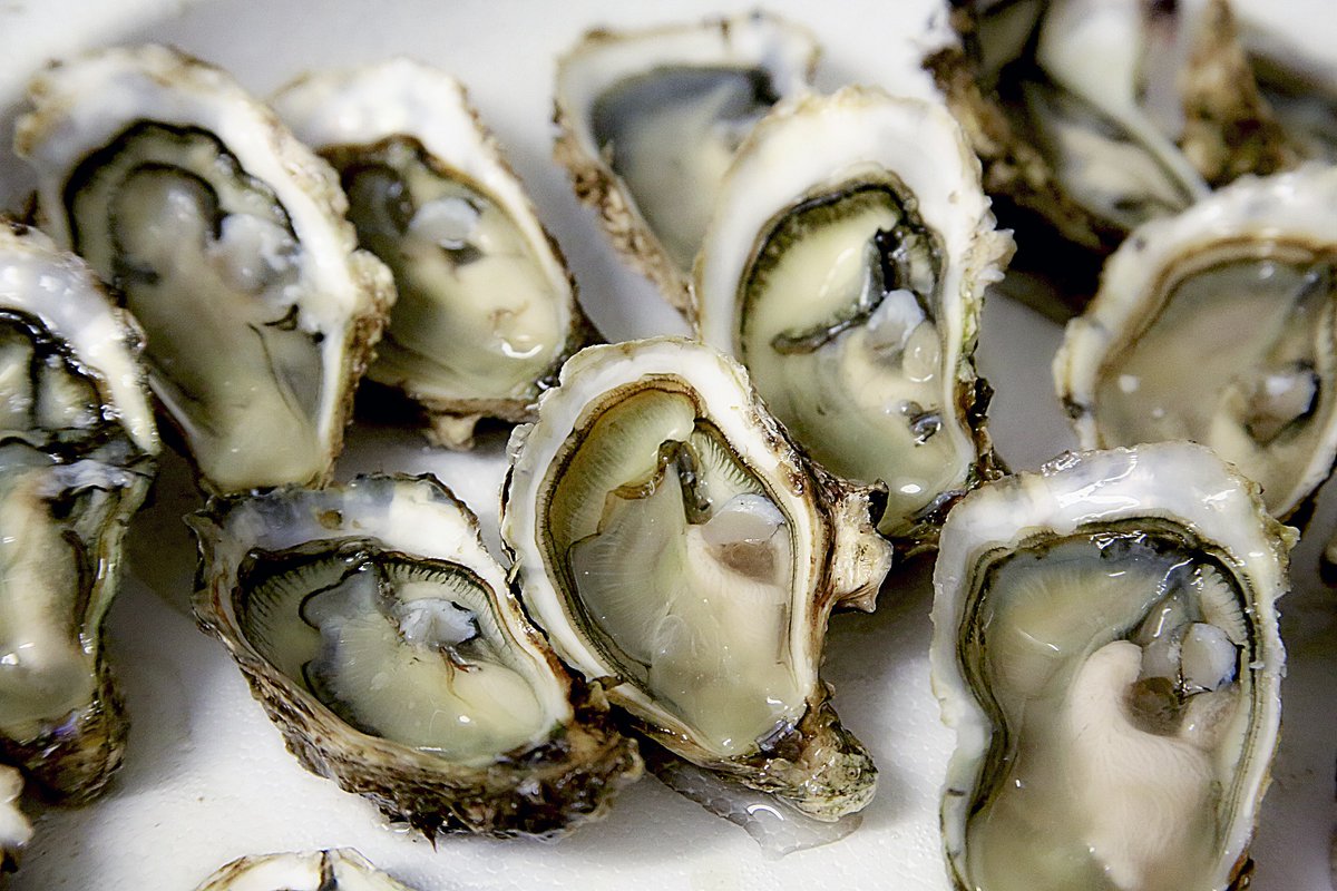 🦪The world is your #oyster! In the #NationalOysterDay 🦪 we remember 👨‍🔬AquaVitae´s work on this species. Get to know more about our research on oysters lead by <a href="/AsaStrand/">Åsa Strand</a> by ⬇️downloading 📝CS8 one-page-abstract ➡️ bit.ly/3JEM3TK 
🌊Enjoy the weekend with some oysters!
