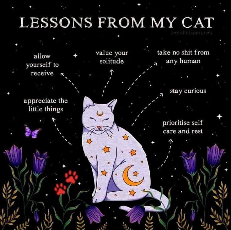 ThetaHealerAz's tweet image. Lessons from Venus💜🐱
#sevenplanesofexistence
#lifelessons 
#catlessons 
#CatsOnTwitter 
#AnimalLovers 
#spiritualawakening