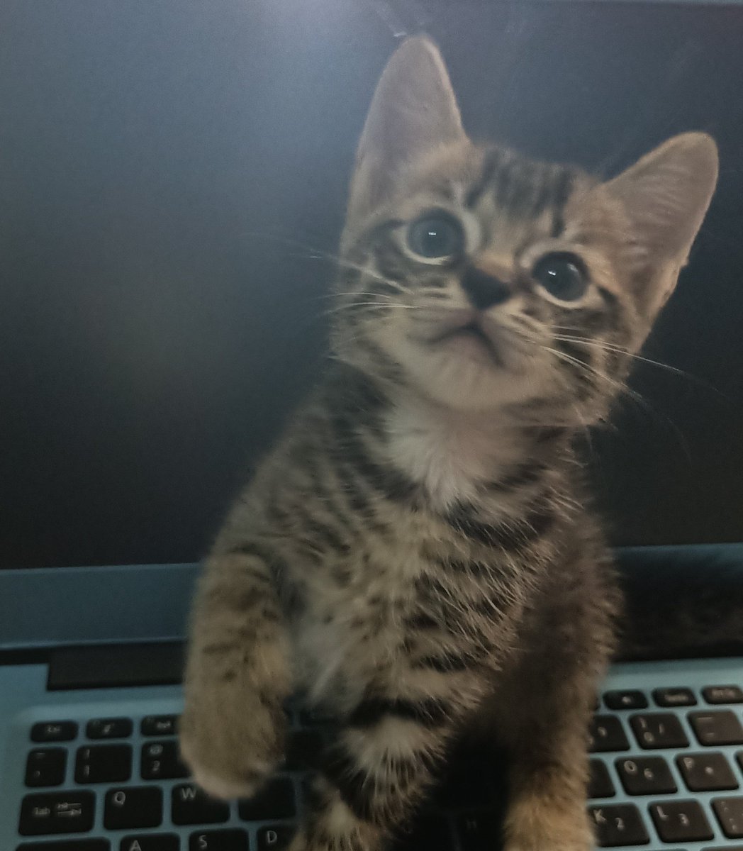 KochengFess v2 tweet media