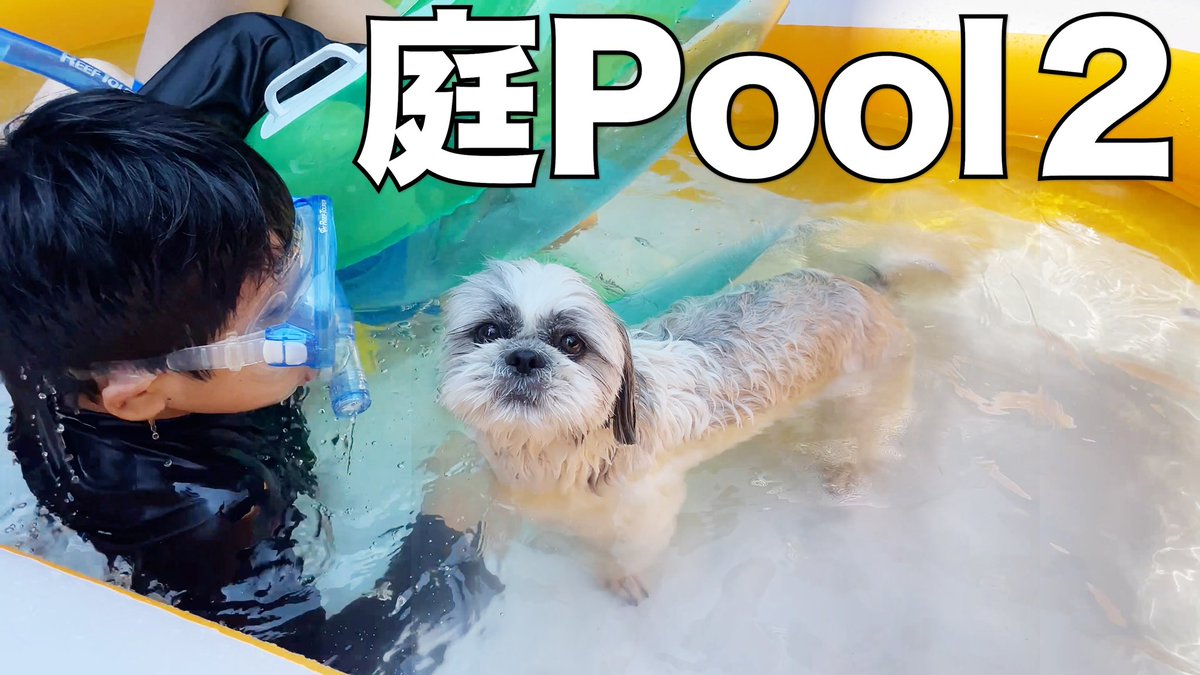 photographerPi's tweet photo. 愛犬シータの初泳ぎ❓犬と一緒に入る初めての家族全員でのpool🫵　はじめにあばれ出すのは誰か❗️ぜひyoutubeをお楽しみください♪ ⬇️⬇️⬇️
➡️https://t.co/uyinsiPLBh⬅️

#dog #youtube #pool #大暴れ　＃犬連れ　＃お庭　＃犬　＃水遊び　#お喜び　＃中学男子　＃子供　＃息子 https://t.co/JNz9BJGTvE