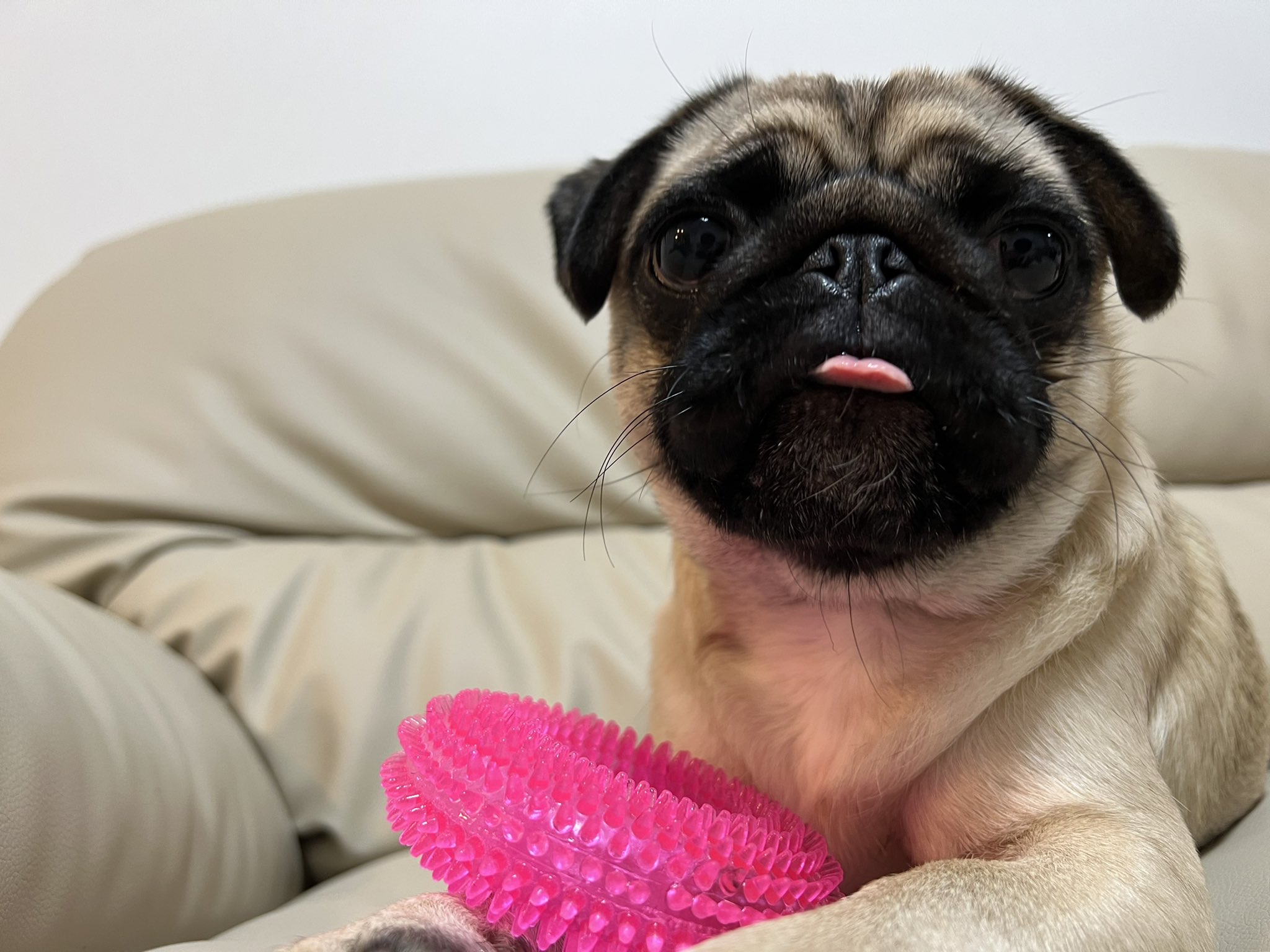 パグのグーちゃん Pug Gu Twitter