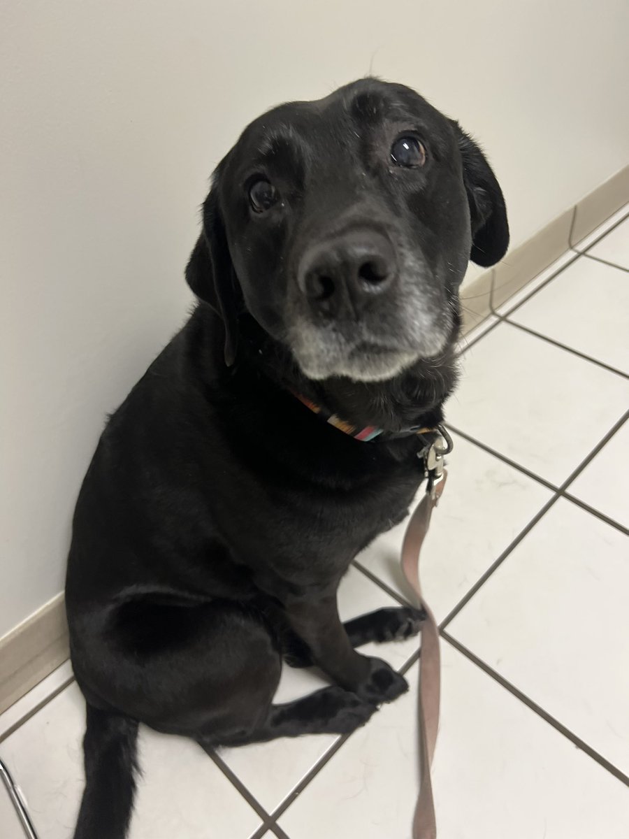Mom found a mass in my throat.  We be at the vet.  We both be anxious.  Send good thoughts frens.  #dogs #dogsoftwitter #labrador