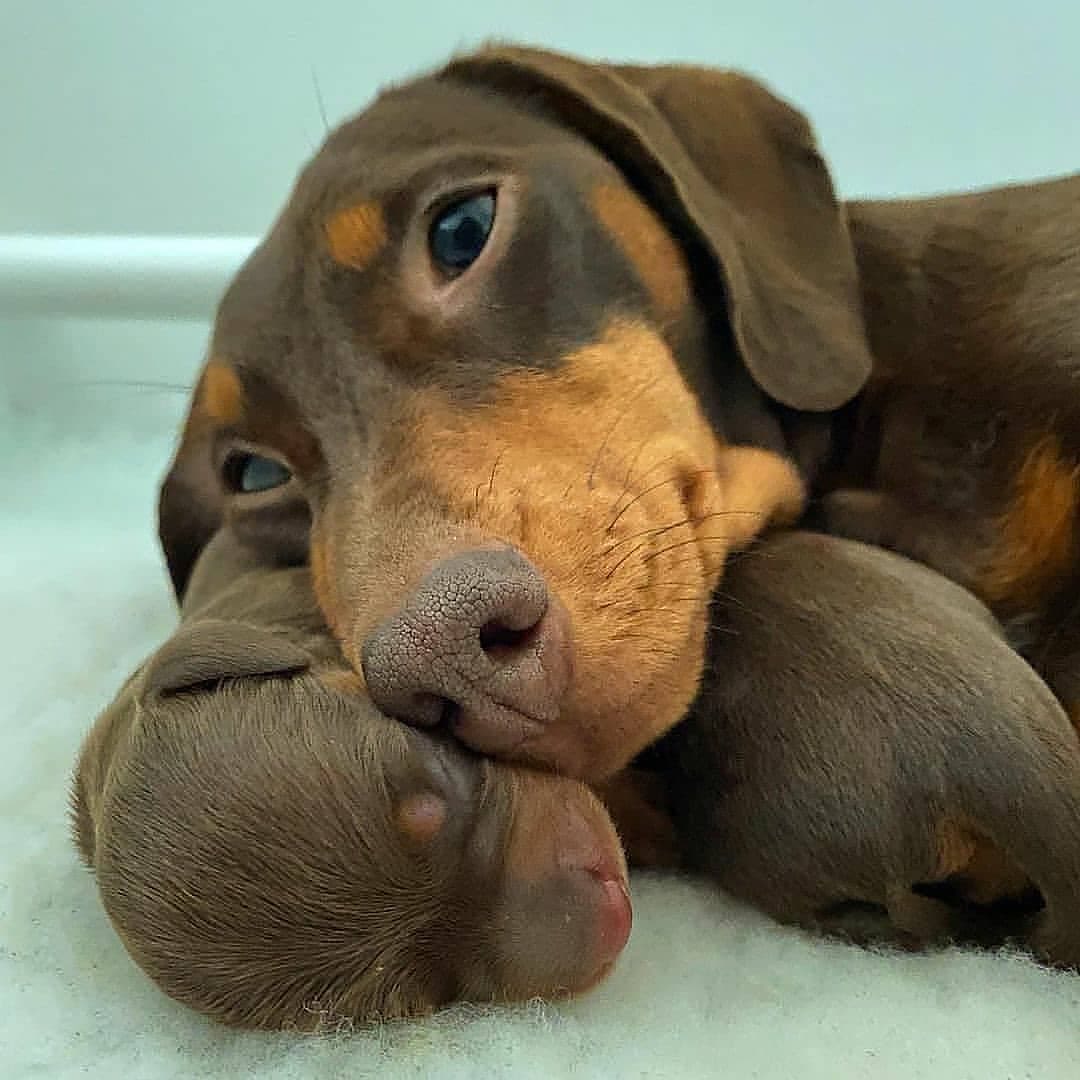 Mother's love!! Cute or not??🥰 #Dachshund #Dachshunds