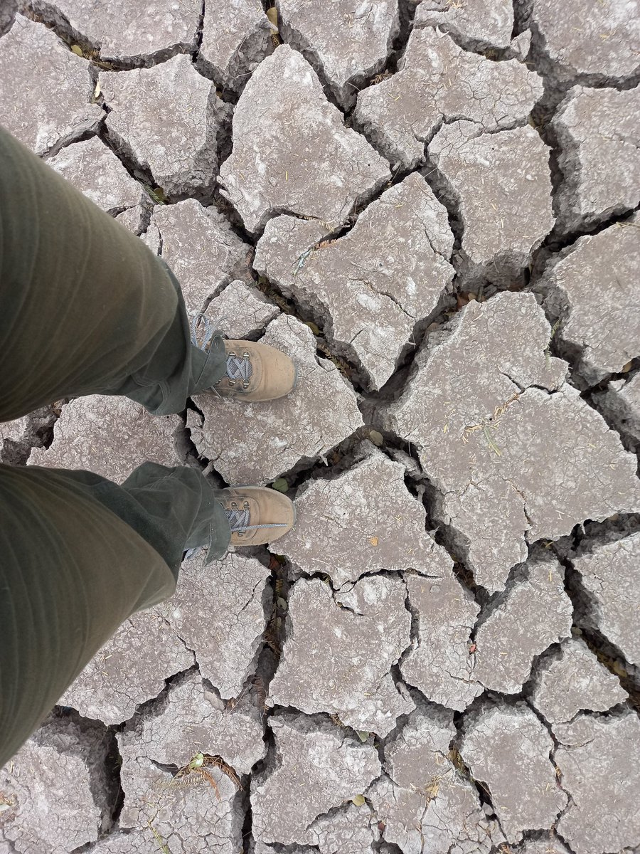 vivirojasbonzi's tweet photo. The dry Dry Chaco https://t.co/8fYkfJp3jy