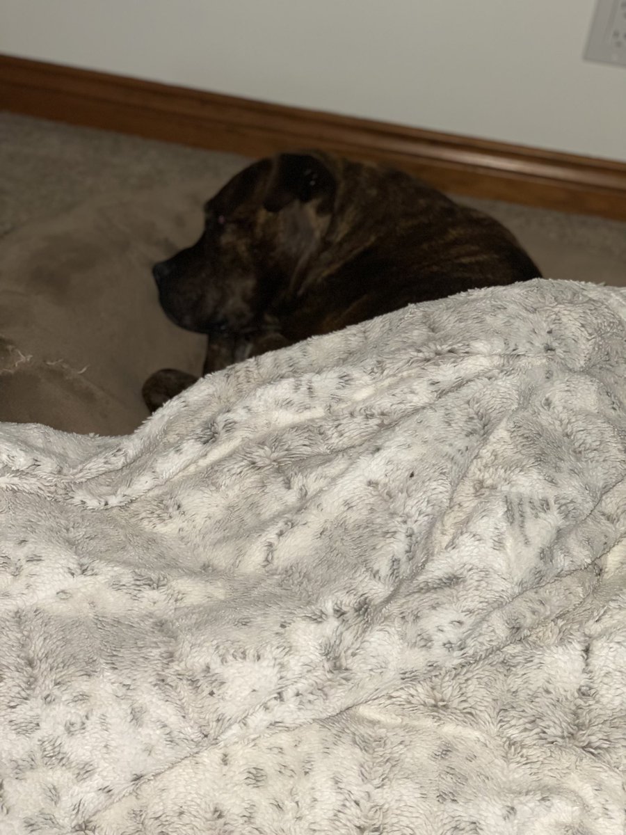 FishWFriends's tweet photo. #BarrettTheDog had a heckuva night at the bar last night. Sleeping it off a little bit. #PartyDog #FishWithFriends #SnuggleButt https://t.co/K4ZnjxPXZ5