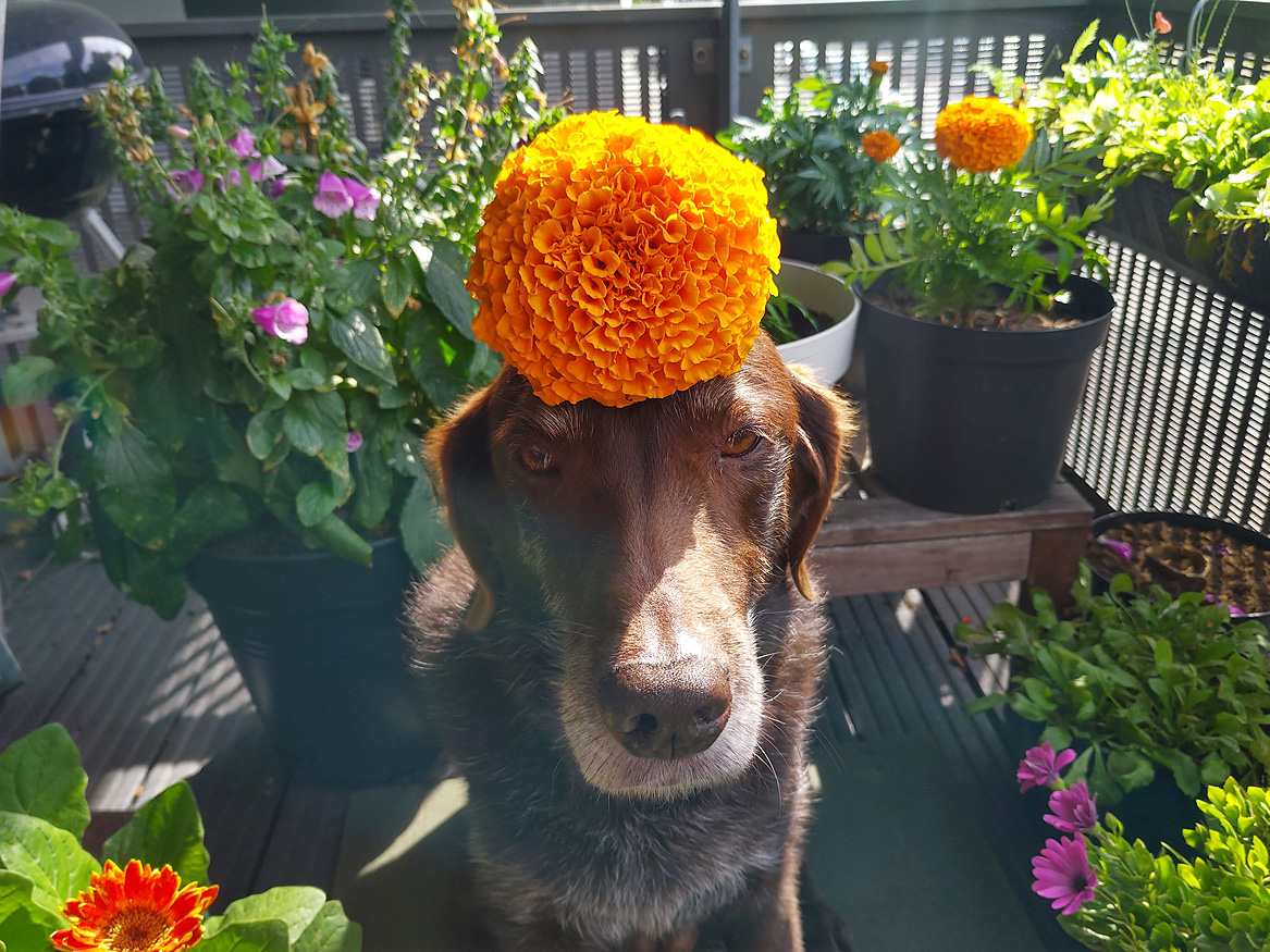 Oh boy, it will be really difficult to top this floof. I think, I've peaked. 🤷‍♀️🌼 #FloofHeadsClub #FloofHeadsFriday