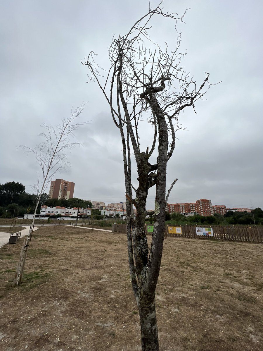 Desolado e muito irritado 😣 Parque Aventura em Esgueira, Aveiro com as pequenas e frágeis árvores a morrer parecendo estranha a assistir à falta de planeamento e na gestão.
<a href="/CMAveiro/">Município de Aveiro</a> <a href="/esgueira_/">esgueira ;)</a> <a href="/esgueira/">Mónica</a> <a href="/ambiente_pt/">Ministério do Ambiente e Energia</a> <a href="/ambientemagpt/">Ambiente Magazine</a>  #educacaoambiental #aspea #criseclimatica