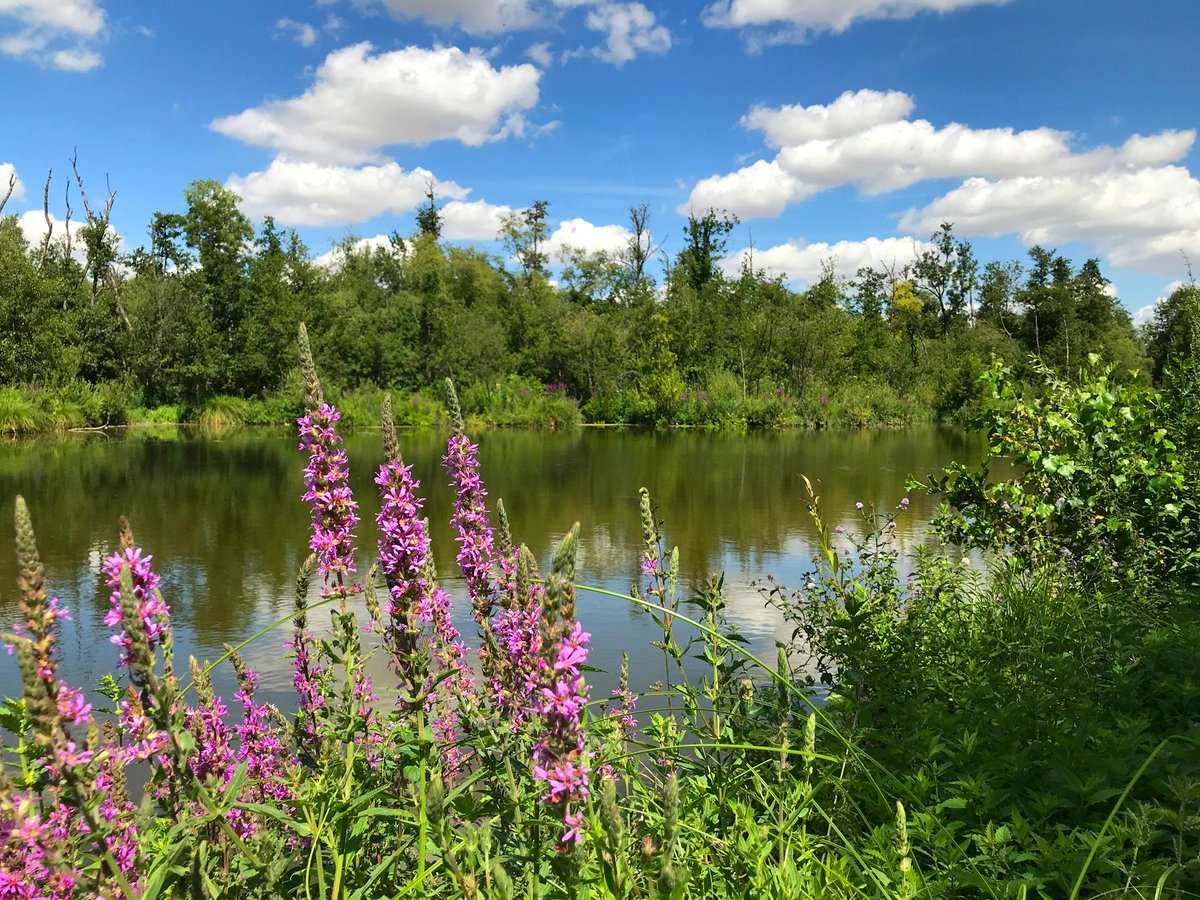 MacarezF's tweet photo. 🌿 Tout au long du mois d'août, nous vous proposons de nombreuses visites #nature au #ParcdIsle pour le (re)découvrir sous un nouvel angle. ℹ️ Information, programme et réservation : maison du parc 03 23 05 06 50 https://t.co/zxE0cjAr1i