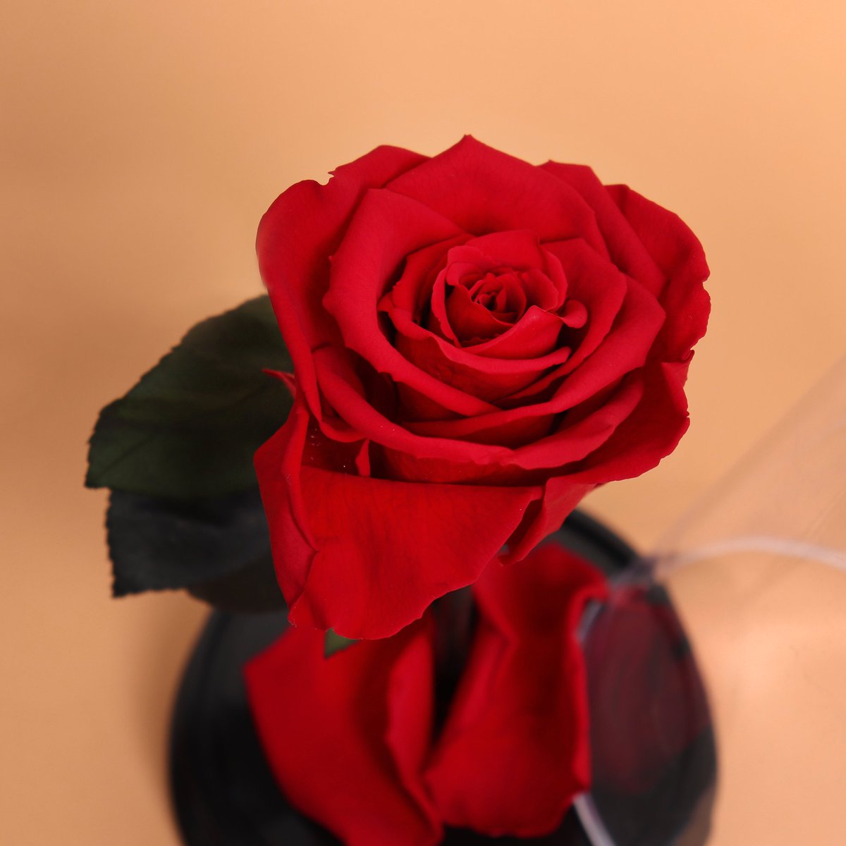 novaflor's tweet photo. Sextou com muito romance por aqui! Que tal presentear quem você ama com essa linda Rosa Encantada? A flor tem durabilidade de até 3 anos e simboliza amor eterno. Presente perfeito, não é mesmo?! 🌹 https://t.co/q3Y180eaqL