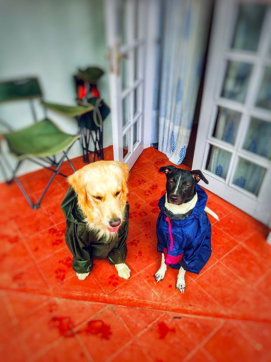 My sisters take more time to get ready than my own hooman whenever we plan for a long walk, and rain can’t even stop these sassy girls 🙄🙄 
Happy weekend to all my furry friends and their pet hooman 🌸
#DogsofTwittter #RainyDay #weekend