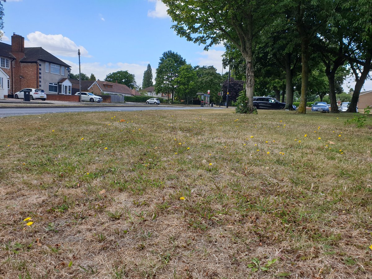 criticalkate's tweet photo. Out #LitterPicking signs of #wildflowers so how long til the mowers are out again? #Meadway @BhamCityCouncil @andy4wm @NaturallyBirmi1 @deborahharries still picking up the litter shreds from last time #SayNoToMow https://t.co/1eISgnn9Kl