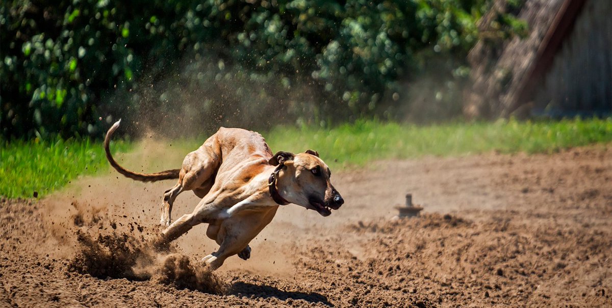 Nuestros amigos caninos son unos excelentes corredores. De hecho, se dice que un galgo podría vencer a un guepardo en una carrera de larga distancia. Pueden alcanzar una velocidad de hasta 64 km/h en 12 metros. ¡Qué pasada! 🐕🚄💨

#doglife #animalesfelices #animallovers