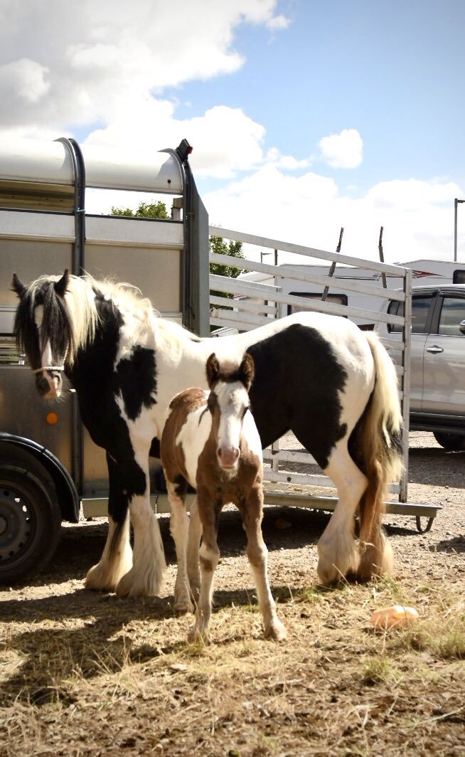 Lesley collins tweet media