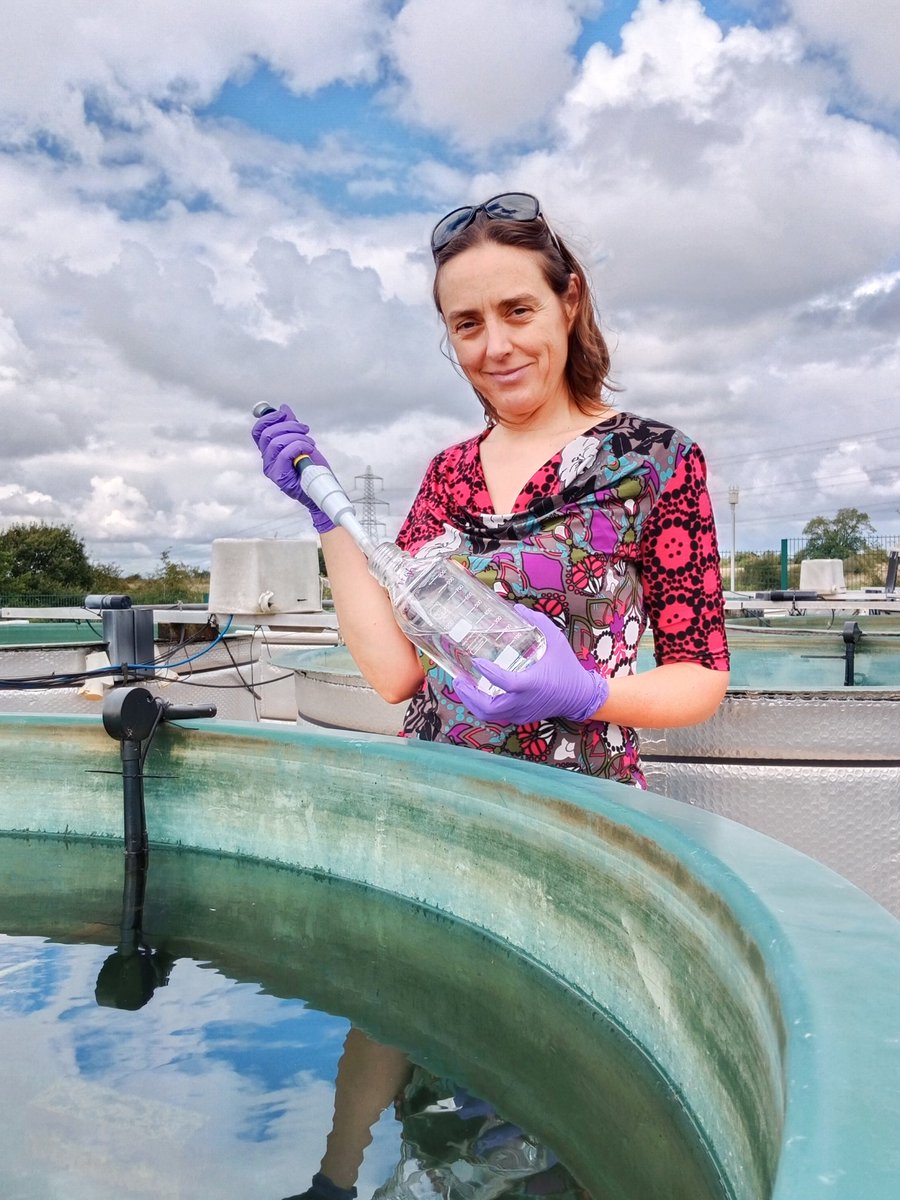 misteralgae's tweet image. Feeding algae with N and P, with @HFeuchtmayr in #mesocosm tanks @aquacosm @UK_CEH.