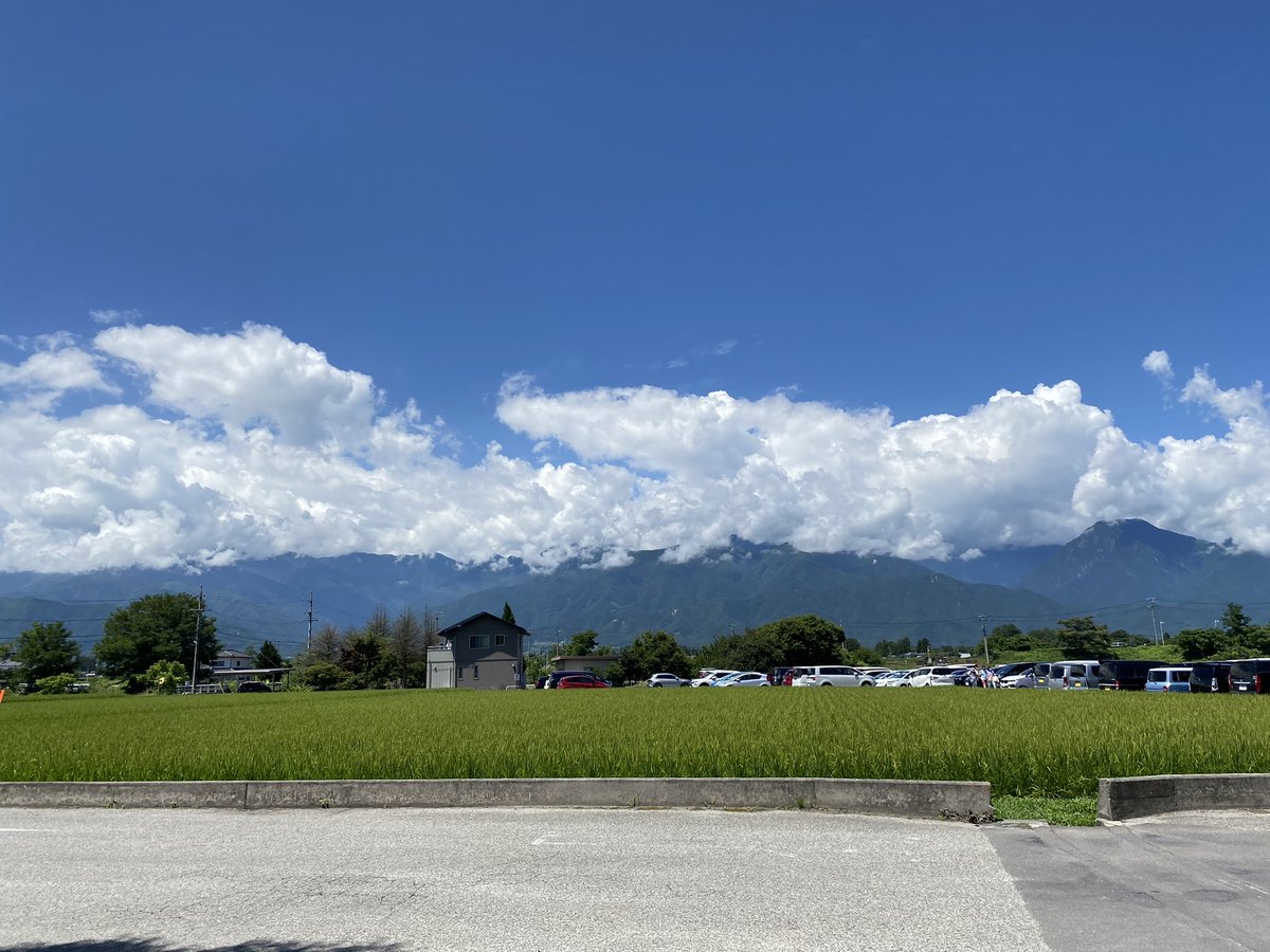 冷たくて綺麗な水の中のわさびは涼しそうで羨ましかった☺️