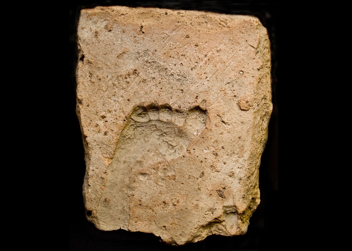 DrJEBall's tweet photo. A #Roman tile with the deep-set footprint of a toddler of about 3 years old, imprinted when they walked or ran across the tile while it was drying before being fired - more than 1600 years ago #RomanArchaeology (📷 Malton Museum) https://t.co/KQfx7Z4Cte