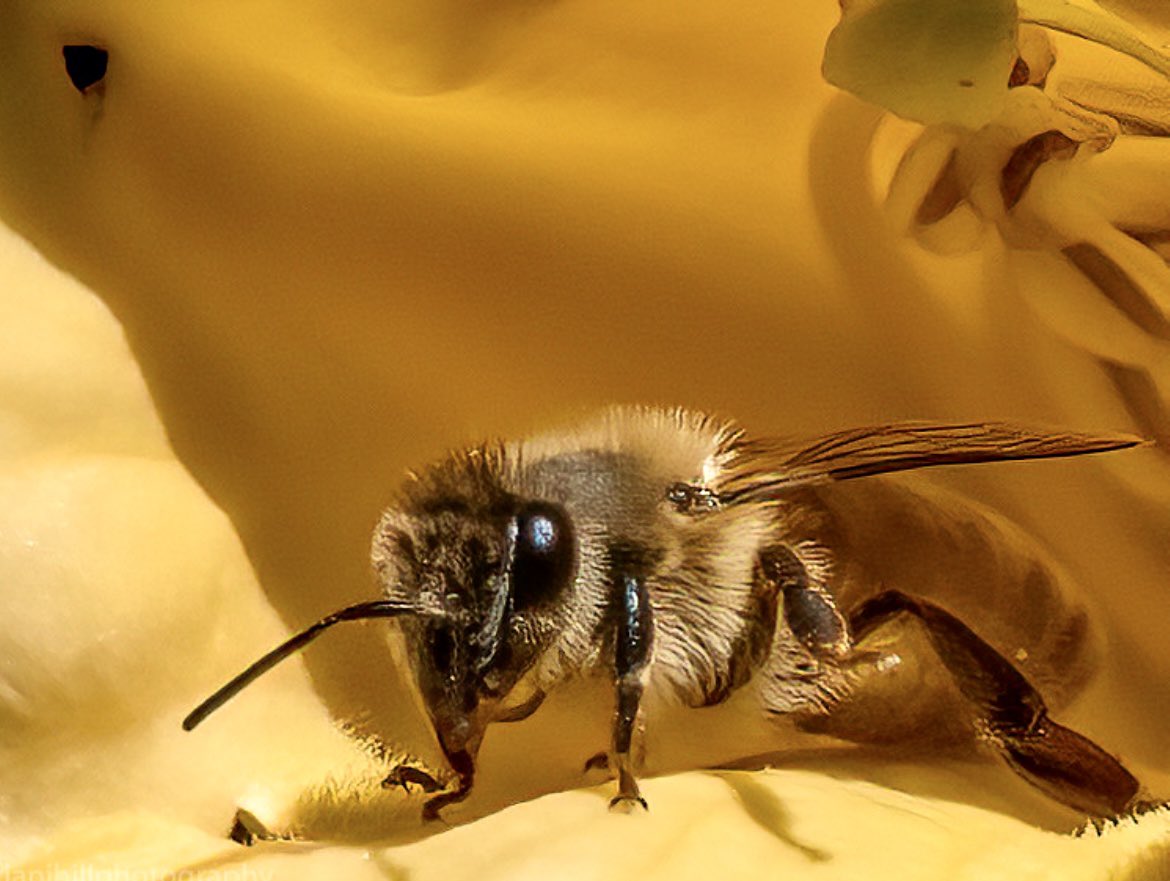 brianjhillphoto's tweet photo. So nice see bees pollinating the backyard flowers!#wildlife #bumblebee #torontolife #toronto #bestofwilderness #bees #backyardspace #wildlifephotography #pollen #NationalParks #Ontario #flowers #lifeintoronto #wetlands #photography @NatGeoPhotos @HenrysCamera @OMSYSTEMcameras https://t.co/7OvBcVi6RD