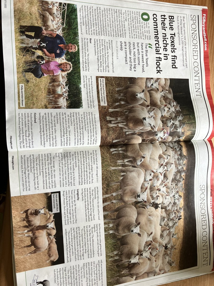 lleynsheep's tweet photo. 👍 Great feature in the @FarmersGuardian 🐑✅👏

@bluetexelsheep #PhilipWeaver
#lleyncross #lleyncrissbluetexel
#commercialsheep #workingsheep 
#plentyofmilk #reartwins #quietsheep #easytodealwith https://t.co/zx7kigIBpE