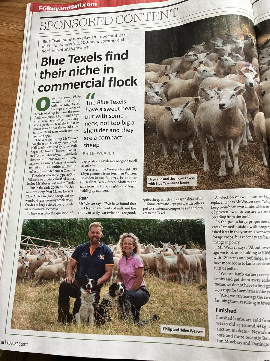 lleynsheep's tweet photo. 👍 Great feature in the @FarmersGuardian 🐑✅👏

@bluetexelsheep #PhilipWeaver
#lleyncross #lleyncrissbluetexel
#commercialsheep #workingsheep 
#plentyofmilk #reartwins #quietsheep #easytodealwith https://t.co/zx7kigIBpE