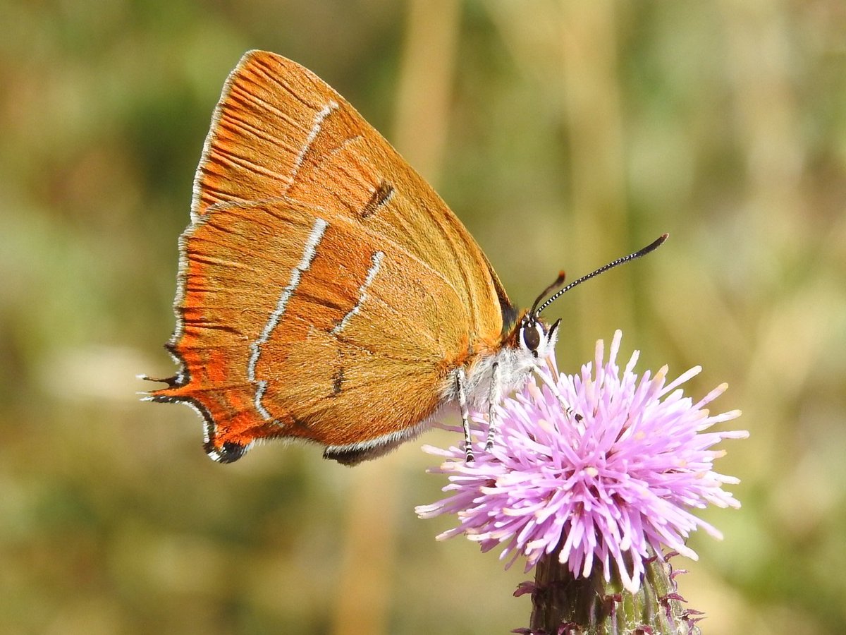 My first Brown Hairstreak of the year & a very fresh female @BC_Wiltshire @savebutterflies