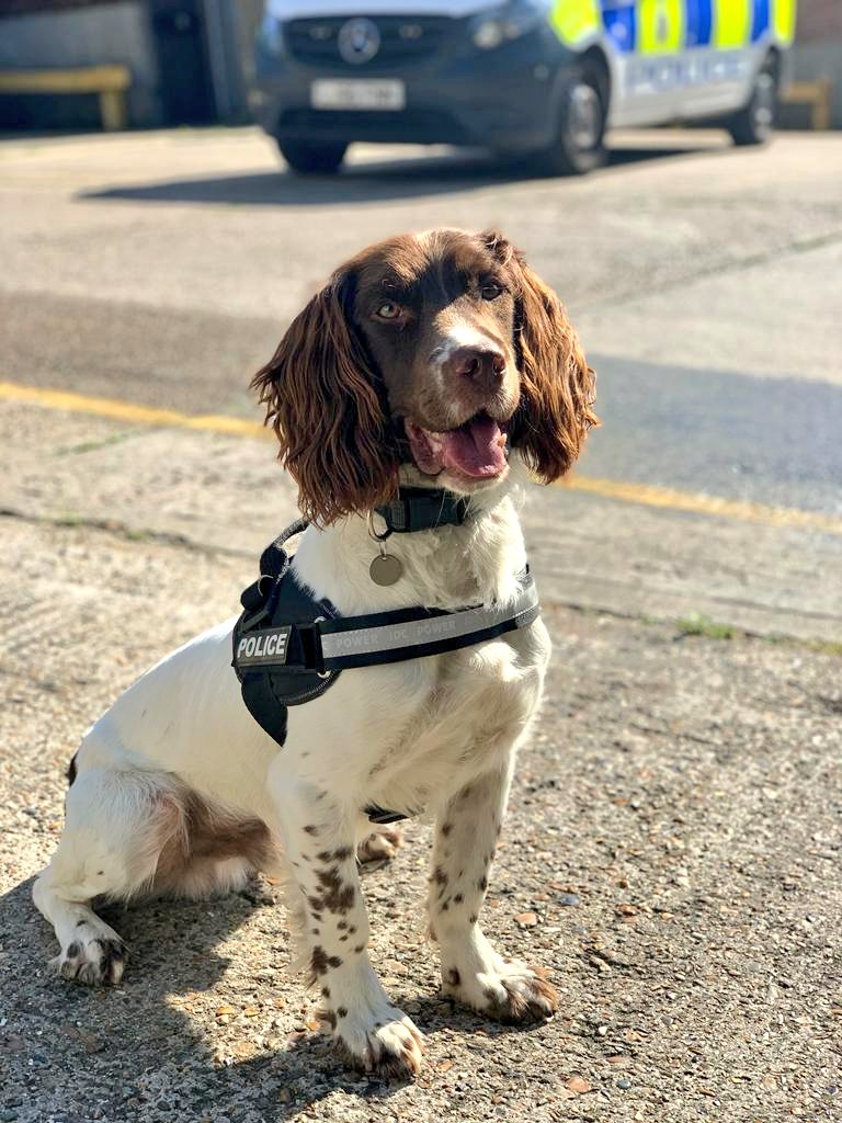 British Transport Police Dog Section tweet media