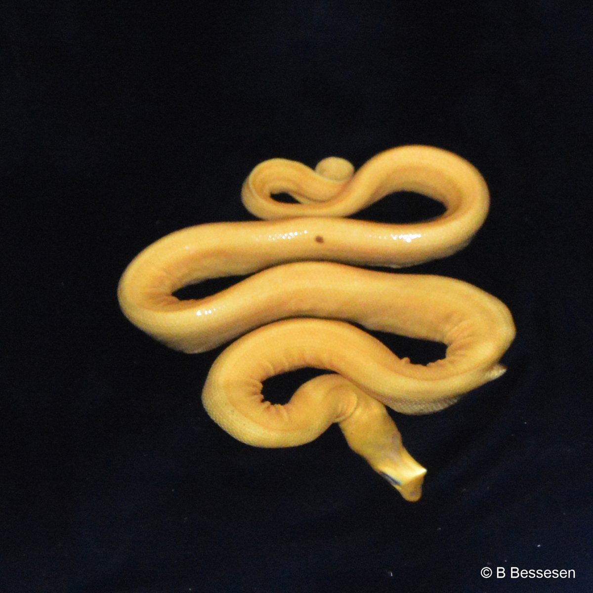 osaconservation's tweet photo. SEA SNAKES IN GOLFO DULCE
Congrats to @BessesenBrooke & team on new #publishedresearch estimating population of the #endemic Hydrophis platurus xanthos 🐍 in the Golfo Dulce, a prime example of why we must #protect our waters #CorcovadoAzul
Read it here: https://t.co/gc5jQUQUAd https://t.co/TpNwfjeX0L