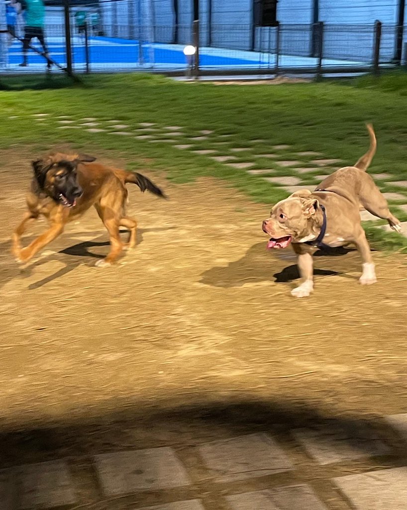 처음 만난 친구랑 신나게 뛰뛰 💨💨

#제주만다린즈_스위티 #스위티임보일기
#가족찾아요 #입양홍보 #유기견입양