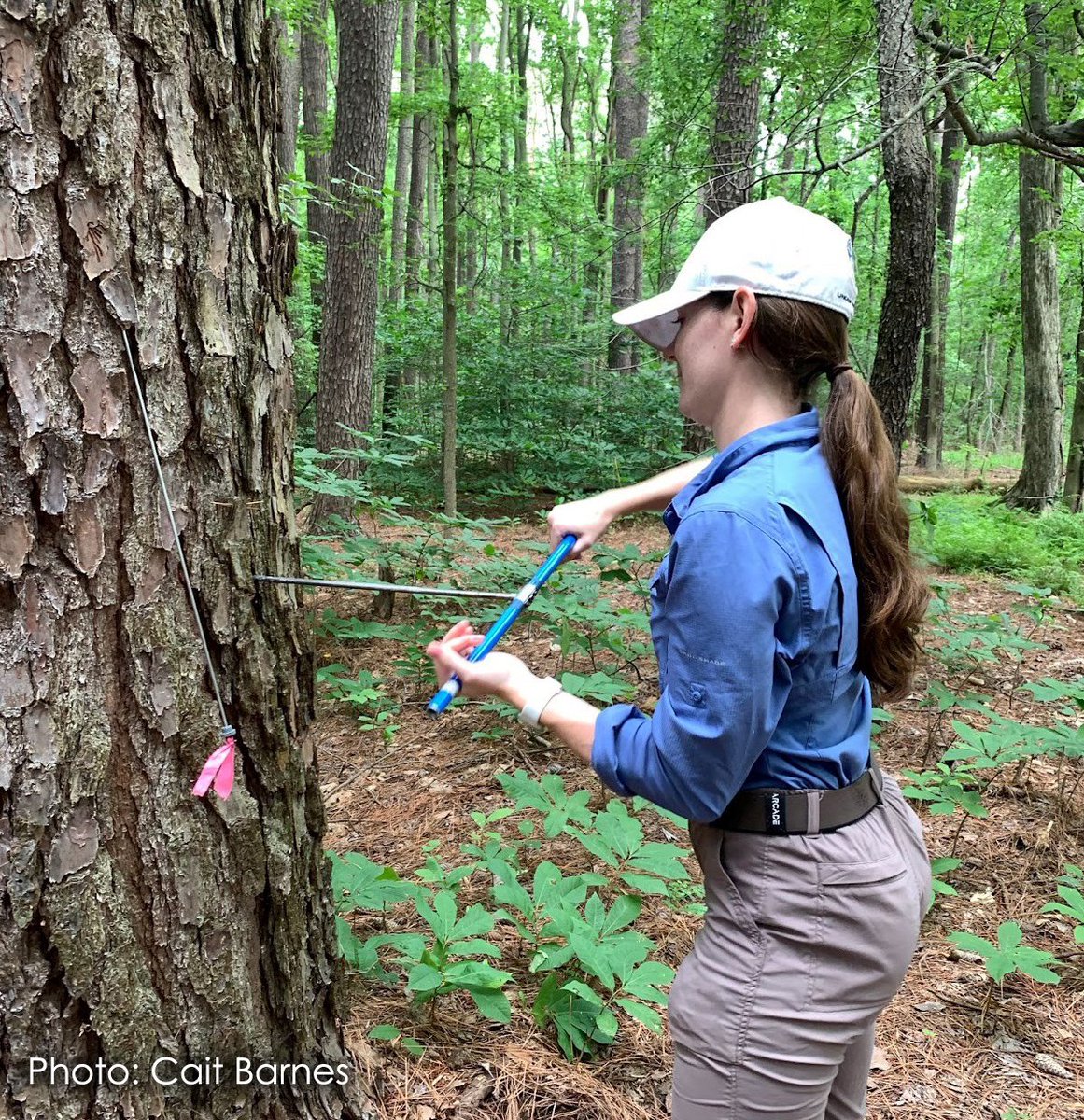 #InternSpotlight Grace Schilling, a recent <a href="/LoyolaMaryland/">Loyola University MD</a> graduate with a biology degree and an environmental &amp; sustainability studies minor, is doing her second summer #internship with SERC’s Terrestrial Ecology Lab! She especially enjoys the diversity of trees in her work.