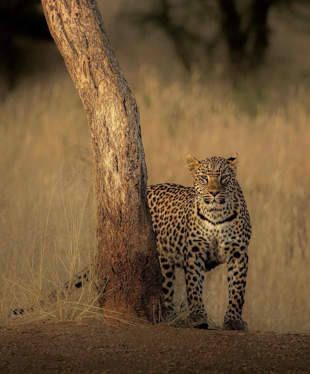 Erindi Game Reserve tweet media