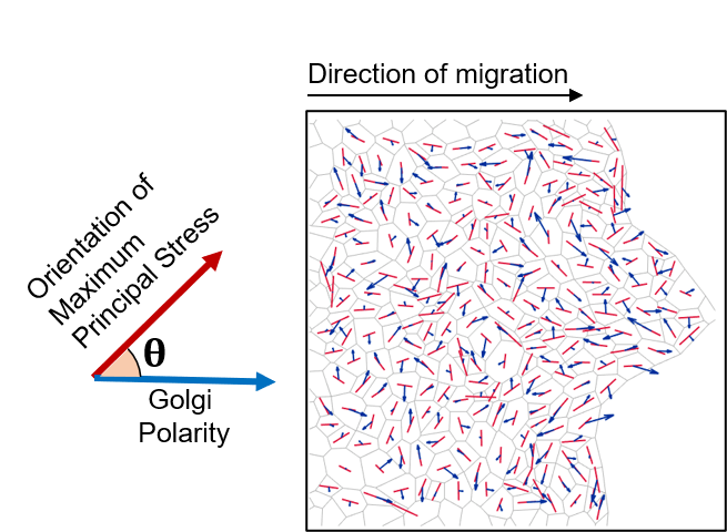 6/n) Our model also predicted a strong correlation between Golgi polarity and Orientation of Maximum Principal Stress. Further, we also found that the correlation operates locally and decreases progressively over multiple cell-lengths.