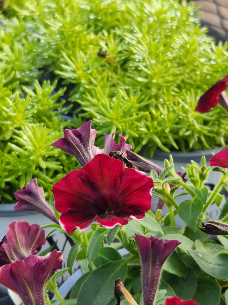 New Proven Winners annuals from Battlefield Farms welcoming everyone to Lowe's 1581 Webster NY 

<a href="/AlanWal73481862/">Alan Waller</a> <a href="/AF_Battlefield/">AlanF-Battlefieldfarms</a> <a href="/JG_Battlefield/">Jill Guth</a> <a href="/JY_Battlefield/">JimY-Battlefieldfarms</a> <a href="/TipToeTyler/">Tyler Combs</a>