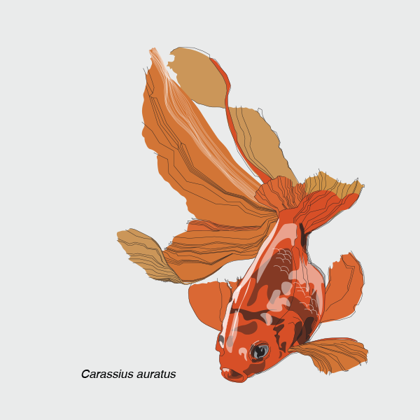 evooolvescience's tweet photo. My first ever tweet to celebrate #sciartportfolioweek!
Here are some #organisms living in #water!
#sciart #illlustration #manatee #goldfish #carp #featherstarfish #carp #pyrococcus #archea #mammal https://t.co/Bo19l7wEKw