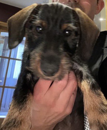 SAMPAuk_'s tweet photo. #PUPPY FRANK has been stolen from my parents in #Northamptonshire NN7 area.  We believe he was picked up by a delivery driver, they may have dumped Frank after being called
#PrestonDeanery #Hackleton on 5.08.22

DL https://t.co/6D218L4ysi

#DogTheft #PetTheftReform #DogAbduction https://t.co/YRjjDVSOlv