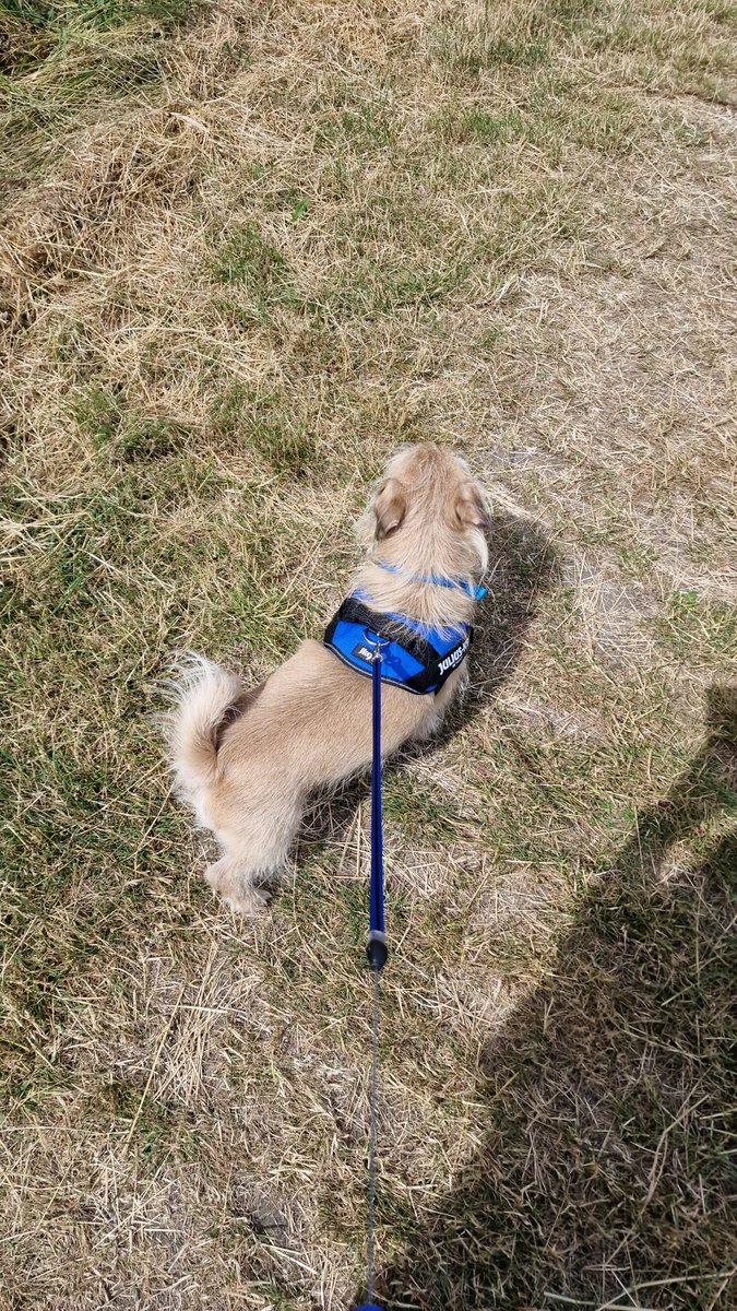 Sylviefitz63's tweet photo. @alisonpotts2003 @BustingCrimes #DogWalkClub #minicomputers #cooperthedog https://t.co/bqeiEZc3gF