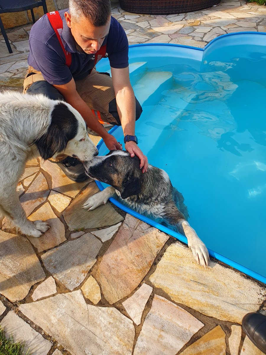 feuerwehrfw's tweet photo. Von zwei Ausreißern der Pool der Nachbarn zur Abkühlung genutzt. Nicht ganz ungefährlich, die Nutzung der Treppe klappte nicht so ganz, der entkräftete Badegast wurde von unseren Kollegen an Land gezogen.
#tierrettung #tierinnotlage #hundefreunde #notruf #estuk https://t.co/2gJy4Nr38v
