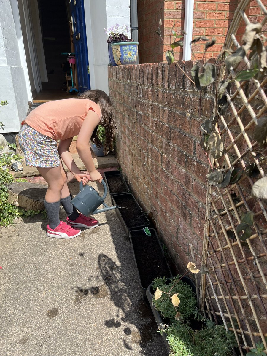 MsJones_14's tweet photo. Any advice for growing peas this late in the year? My kid was inspired by @MaryTowerton work in the summer term on beans (?!) and has been desperate to grow peas since! https://t.co/BbGvuYZf9m