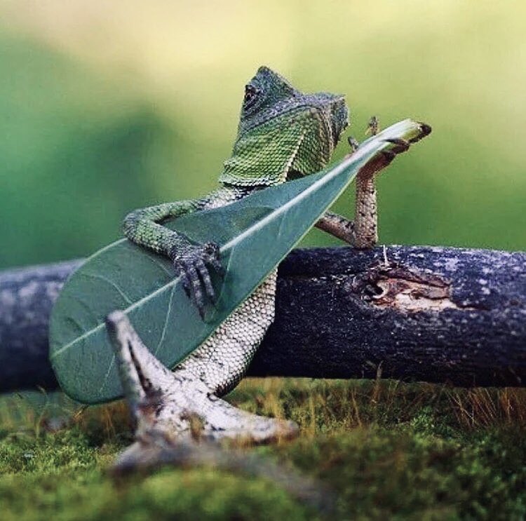 lizard with leaf