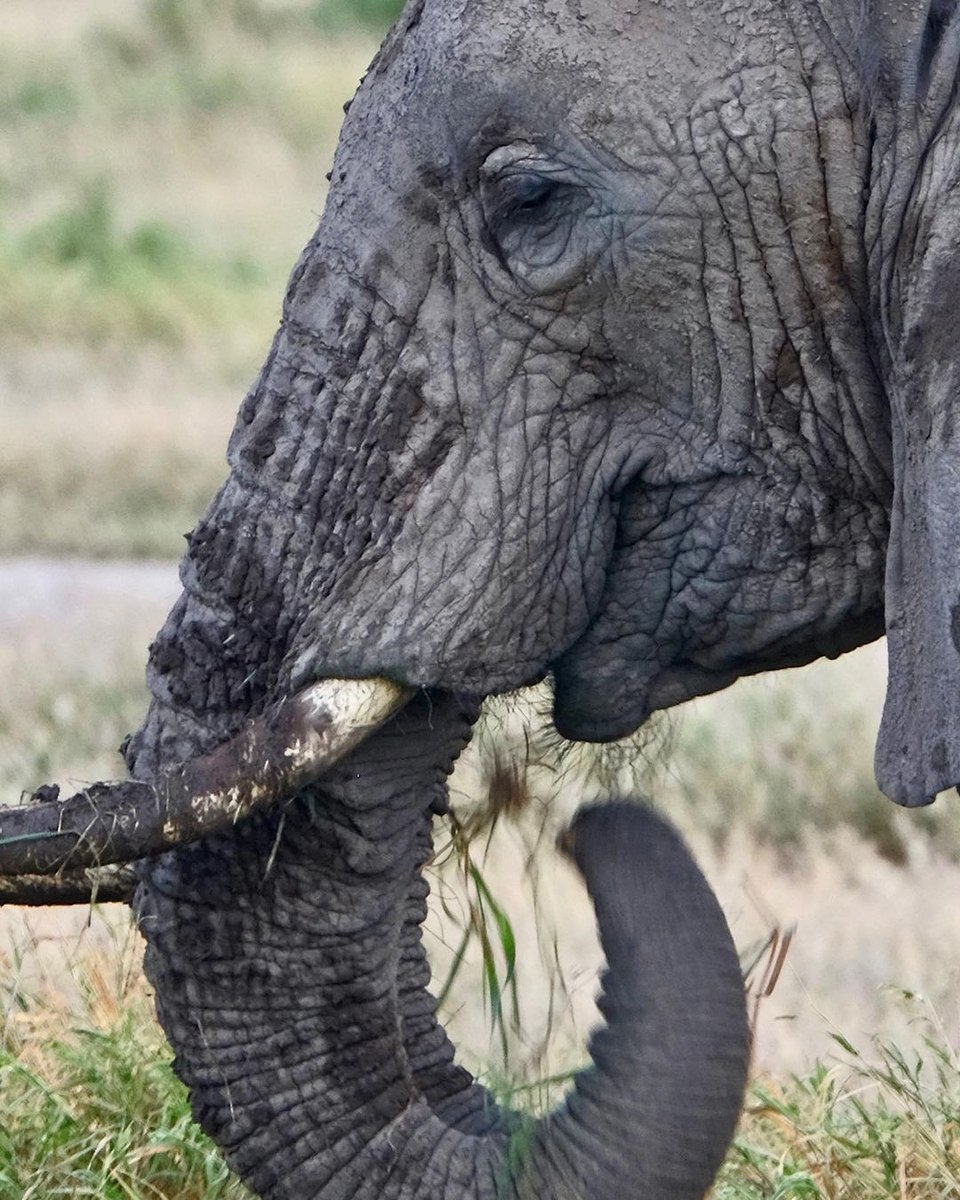 gorillas_of's tweet photo. Wonderful textures of Amboseli NP.

📷 here_n_there_photography

#elephants #africanelephant #majesticanimal #impressing #bigfive #big5 #gentlegiant #wildlifeinafrica #africanwildlife #africanwildlifephotography #naturephotography #elephantbull #gamedrivesightings https://t.co/RGyB7jQAGc