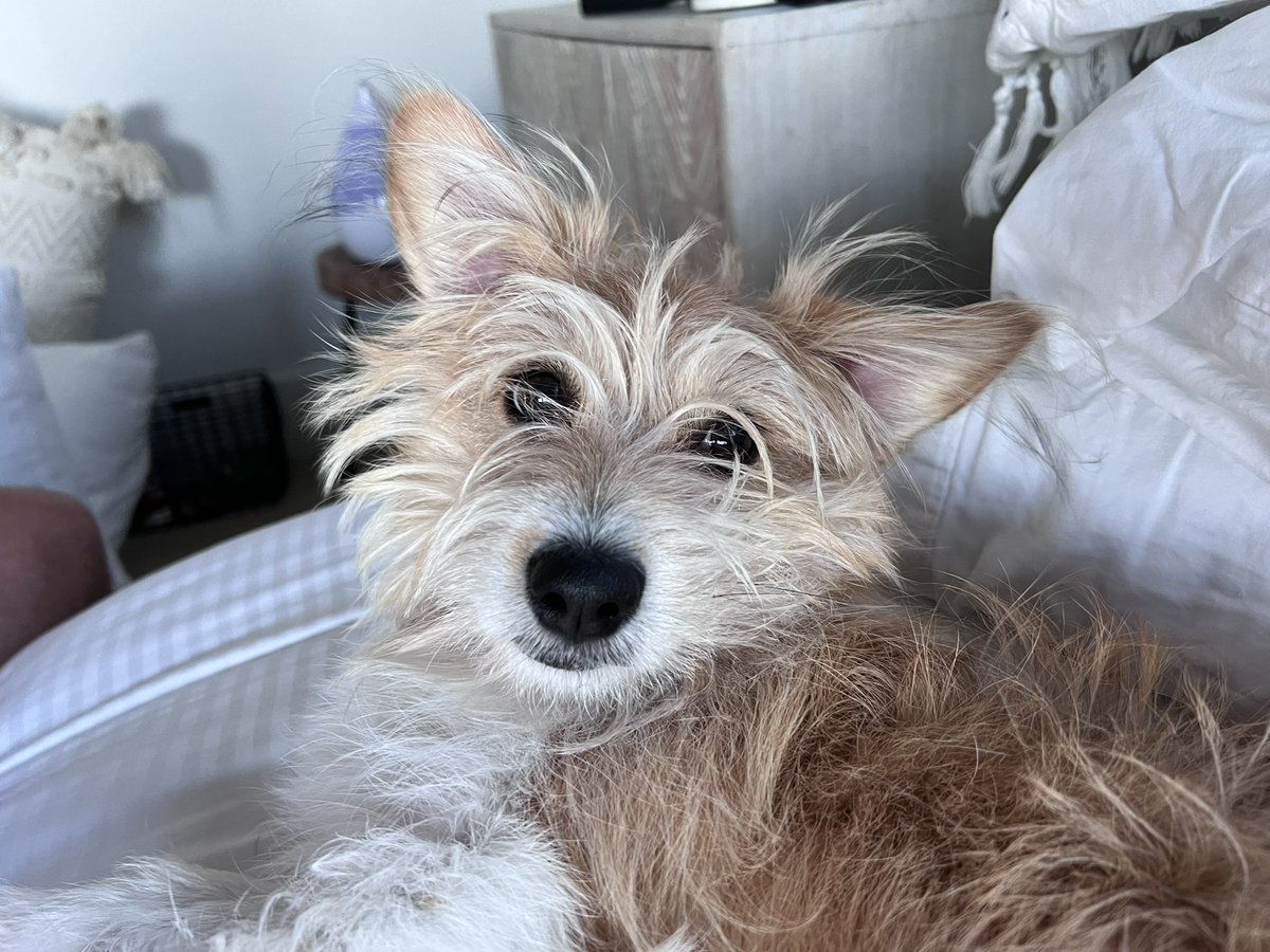 CryptoErin's tweet photo. @Mq2Oco @nickilsanders @localstori @jacob_story @TaxBit I basically run a dog rescue at this point. https://t.co/LEfsIob9q7