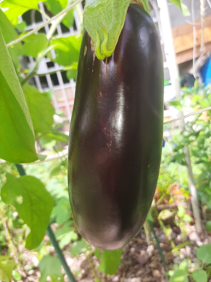 Cosecha de Berenjena Orgánica en el Huerto Casero
🌱🍆 🌱🍆 🌱🍆