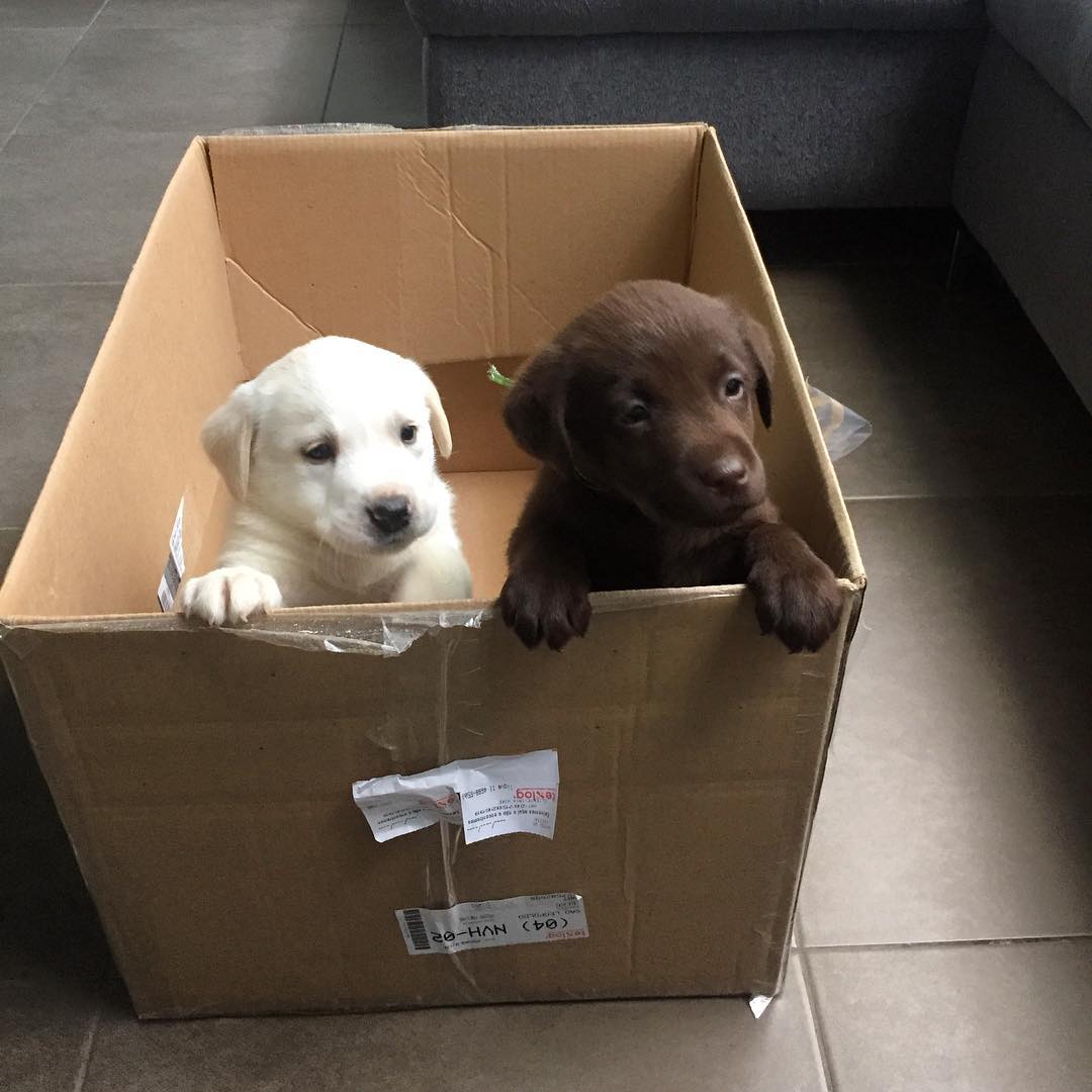 Which one would you take home?