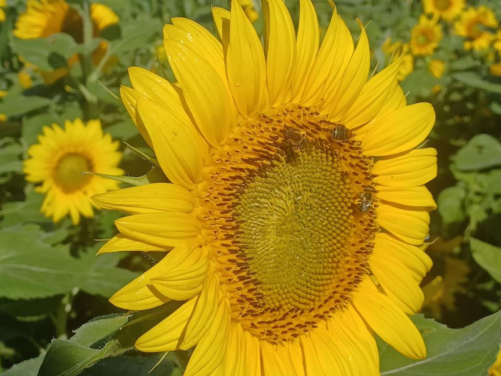 dave_gowan's tweet photo. Pollinators at work! https://t.co/njbhcqRm9T