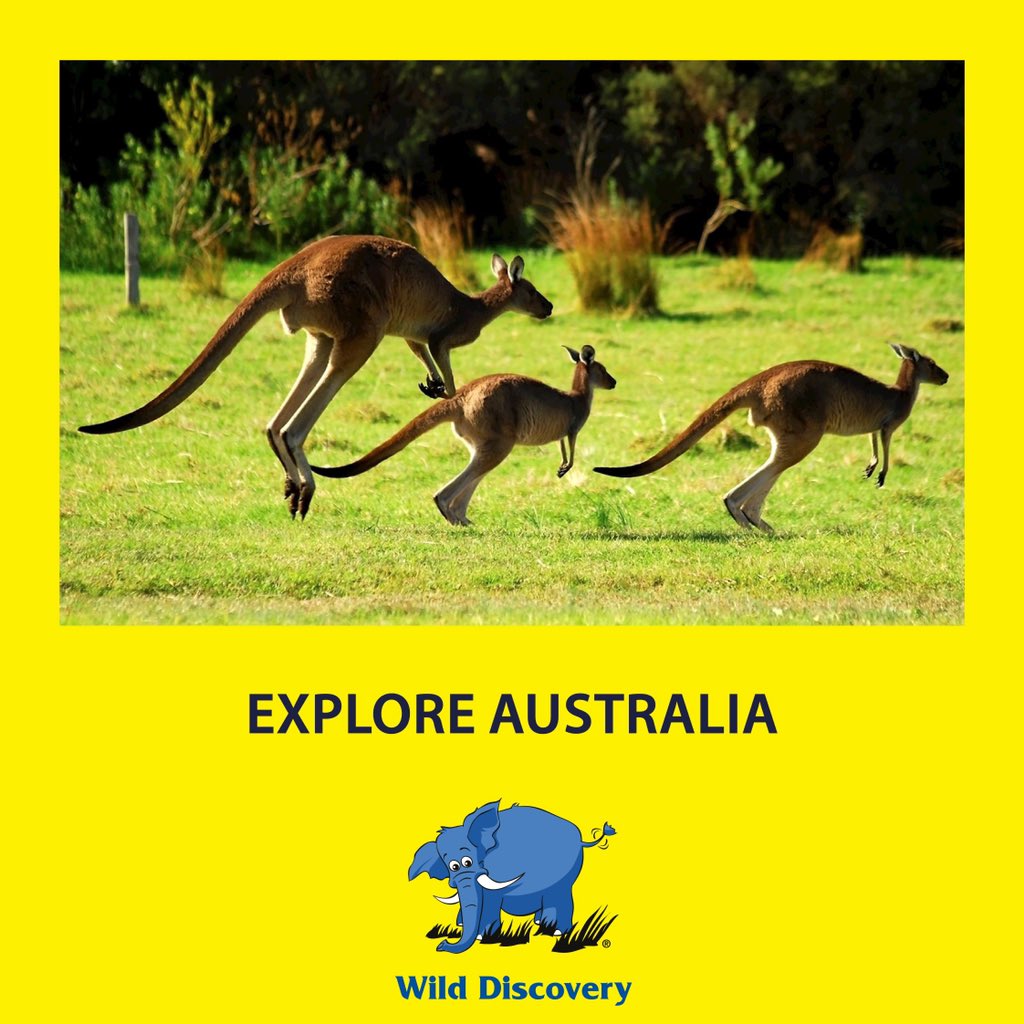 Explore Australia, the country of evocative landscapes, multicultural society and diverse habitats with Wild Discovery.

Plan your adventure with one one of our Destination Specialists. Call 01 56 56 46.

#wilddiscovery #travel #luxury #explore #australia
