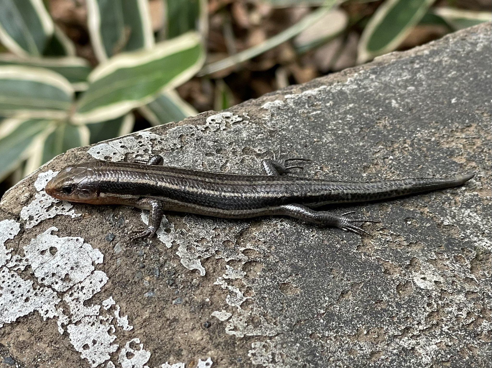 Dubhe 今年の春に見たニホントカゲ 尻尾が短めは自切したからかな 都内のよく神奈川と言われる所 小さい頃 約40年前 はこの幼体をカナヘビと皆言ってて ニホンカナヘビは一度も見た事なかった T Co Nyzllkslxh Twitter