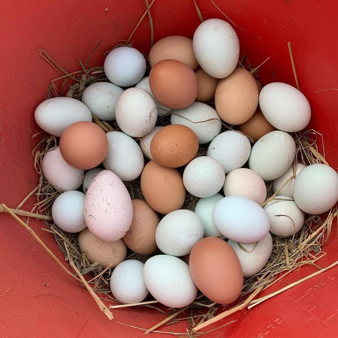 Poultry farmers, where are you?